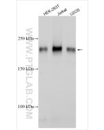 ASXL2 Polyclonal antibody 27229-1-AP proteintech