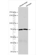 VAChT Polyclonal antibody 27303-1-AP proteintech