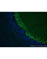 RGS8 Polyclonal antibody 27394-1-AP proteintech