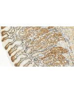 COPB1 Polyclonal antibody 27469-1-AP proteintech