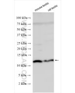 INSL5 Polyclonal antibody 27697-1-AP proteintech