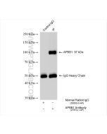 APBB1 Polyclonal antibody 27874-1-AP proteintech