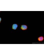 Granzyme K Polyclonal antibody 27894-1-AP proteintech