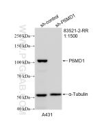 PSMD1 Recombinant monoclonal antibody Proteintech  83521-2-RR
