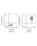 Anti-Human CD1b Rabbit Recombinant Antibody Proteintech  98579-2-RR
