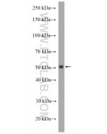 PPARD Polyclonal antibody 28053-1-AP proteintech