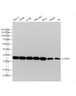 CDK2 Recombinant monoclonal antibody Proteintech  83635-4-RR