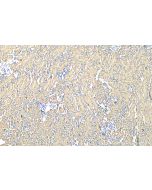 WNT3 Polyclonal antibody, PBS Only 28156-1-PBS proteintech