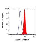 P2RX7 Polyclonal antibody 28207-1-AP proteintech