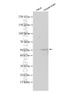 H2-K1 Polyclonal antibody 28302-1-AP proteintech
