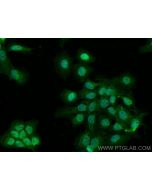 C15orf55 Polyclonal antibody 28639-1-AP proteintech