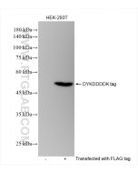 DYKDDDDK tag Recombinant monoclonal antibody (Binds to FLAG? tag epitope) Proteintech  80801-2-RR