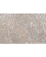 SMCR7/MID49 Polyclonal antibody 28718-1-AP proteintech