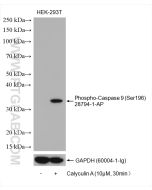 Phospho-Caspase 9 (Ser196) Polyclonal antibody 28794-1-AP proteintech