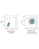 Anti-Rat IL-4 Rabbit Recombinant Antibody Proteintech  98255-1-RR