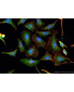 WIPI2 Polyclonal antibody 28820-1-AP proteintech