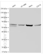 KLF4 Polyclonal antibody Proteintech  11880-1-AP