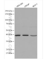 HOMER2 Polyclonal antibody 29282-1-AP proteintech