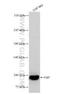 FAP Recombinant monoclonal antibody Proteintech  84018-4-RR