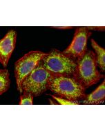 KGA/GAC Polyclonal antibody 29519-1-AP proteintech