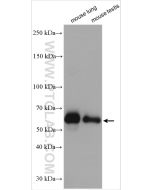 HTR3A Polyclonal antibody 29685-1-AP proteintech