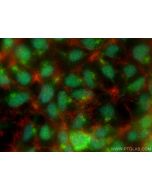 SIRT7 Polyclonal antibody 29729-1-AP proteintech
