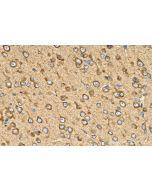 ERLEC1 Polyclonal antibody 29773-1-AP proteintech