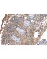 SCPEP1 Polyclonal antibody 29781-1-AP proteintech
