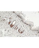 RELL1 Polyclonal antibody 29823-1-AP proteintech