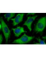 CCDC111/PRIMPOL Polyclonal antibody 29824-1-AP proteintech