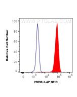 NFIB Polyclonal antibody 29898-1-AP proteintech