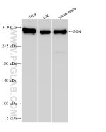 SON Recombinant monoclonal antibody Proteintech  83787-5-RR