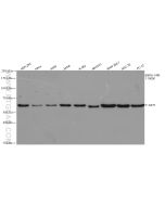 AKT1-Specific Recombinant monoclonal antibody Proteintech  80816-1-RR