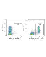 Anti-Mouse CD367/CLEC4A Rabbit Recombinant Antibody Proteintech  98688-2-RR