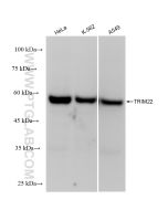 TRIM22 Recombinant monoclonal antibody Proteintech  83479-4-RR