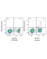 Anti-Human IL-13 Rabbit Recombinant Antibody Proteintech  98159-1-RR