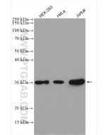 CDK2 Polyclonal antibody Proteintech  10122-1-AP