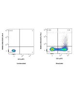 Anti-Human CD207 Rabbit Recombinant Antibody Proteintech  98368-2-RR