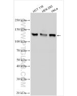MCM2 Polyclonal antibody Proteintech  10513-1-AP