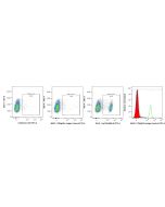 Rat IgG2a Isotype Control Recombinant Antibody Proteintech  98427-1-TR
