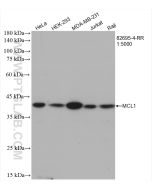 MCL1 Recombinant monoclonal antibody Proteintech  82695-4-RR