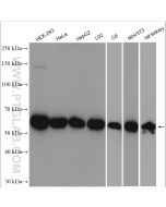 HDAC2 Polyclonal antibody Proteintech  12922-3-AP