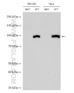 ATP1A1 Polyclonal antibody Proteintech  14418-1-AP
