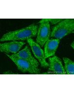 NLRP3 Polyclonal antibody 30109-1-AP proteintech