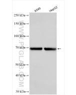 LILRA2 Polyclonal antibody 30285-1-AP proteintech