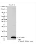 CXCL1 Polyclonal antibody 30322-1-AP proteintech