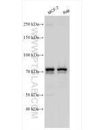 FBXO7 Polyclonal antibody 30458-1-AP proteintech