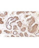 GCNA Polyclonal antibody 30693-1-AP proteintech