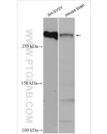 MAP2 Polyclonal antibody Proteintech  17490-1-AP