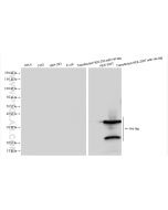 6*His, His-Tag Recombinant monoclonal antibody Proteintech  84814-1-RR